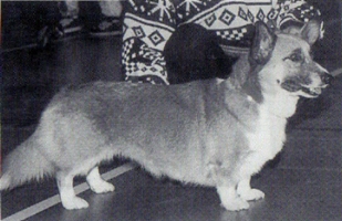 Ch. Pemrot Foxtail Keen Kelly